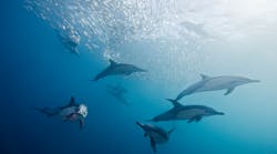 Getty Images Dolphins